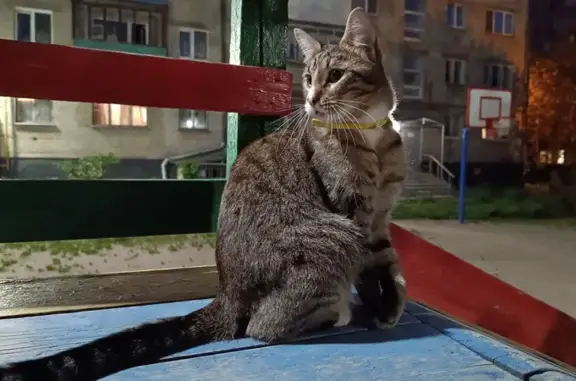 Пропал кот: ул. Фрунзе, Екатеринбург