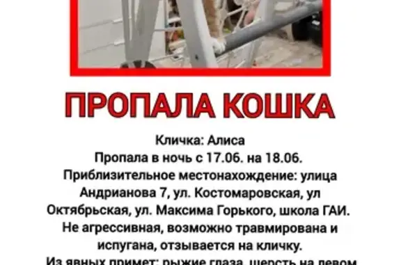 Пропала кошка на Костомаровской!