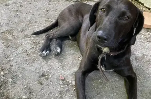Найдена собака: Крымский пр-д, 8, Саратов