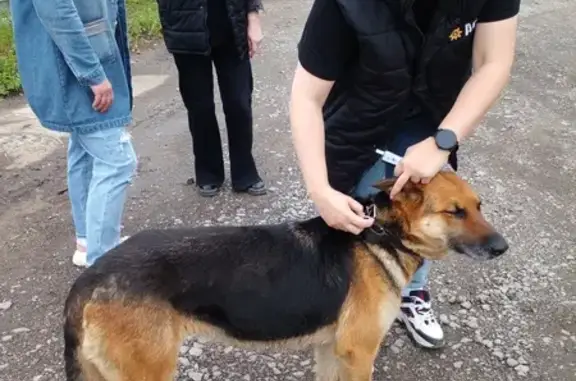 Найдена собака: Богачёва, 5В, Хабаровск