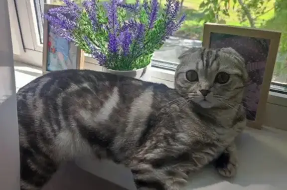 Пропала кошка: Полтавская, 41