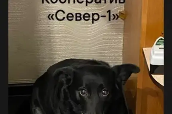 Пропала собака на ГРЭС-2, Сургут