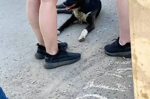 Найдена собака на Ткачева, Оренбург