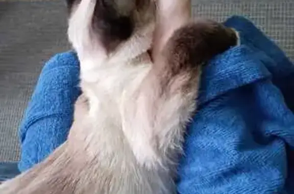 Кошки потеряшки, , фото: Потеряшка кошка Пенка, Рыпушкалицы