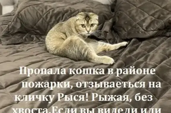 Пропала кошка: ул. Ленина, 57А, Чусовой