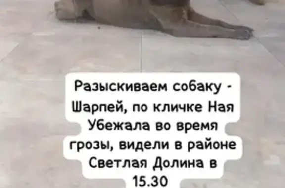 Пропала собака Шар-пей в Казани