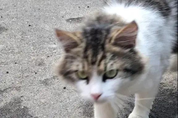 Найден кот: пл. Победы, Мариуполь