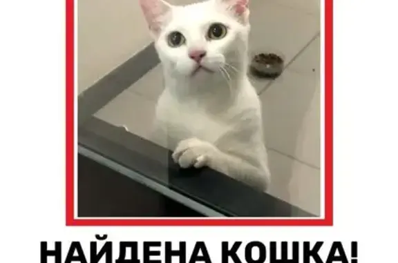 Белая кошка найдена, ул. Просвещения