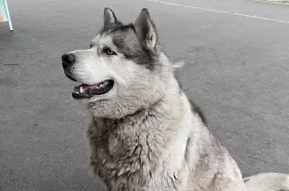 Найдена собака ул. Катанова, 10, Абакан