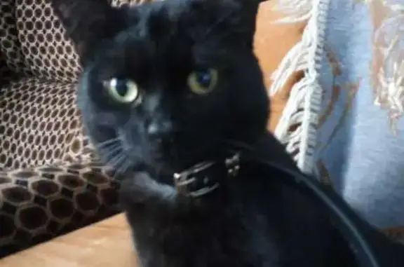 Пропал черный кот: Дружбы, 45, Анахина