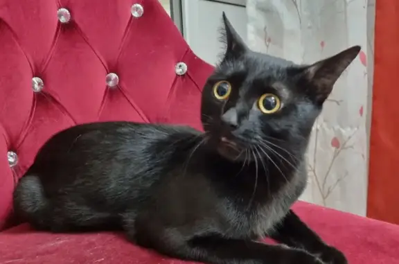 Найден чёрный кот: Липовый парк, 2А