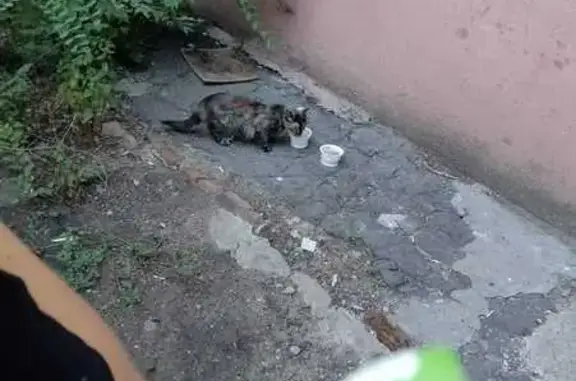 Найдена кошка: Героев Сибиряков, 24