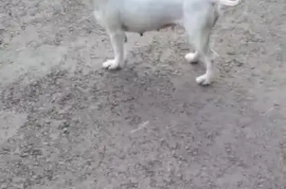 Найдена собака: Гагарина, 9, Дедовск