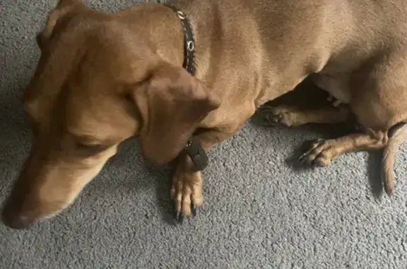 Найденные животные Тверь, фото: Найдена собака, ул. Склизкова, 86