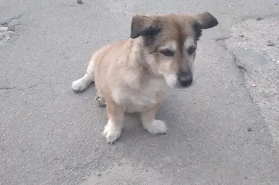 Пропала собака на ул. Кирякиных, Иваново
