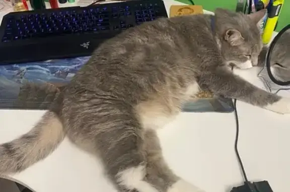 Кошки потеряшки, Большое Верево, фото: Потеряшка кот, Еловая ул., Верево