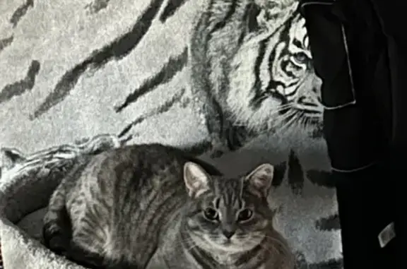 Пропала кошка Кесси, Державина, 13