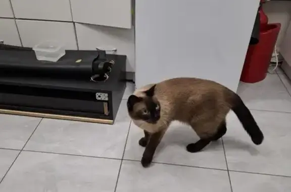 Найдена кошка, Санкт-Петербург, фото: Найдена кошка: Спасский пер., 2/44