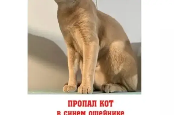 Пропал кот: Ленинградская, Кореновск