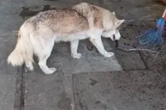 Найдена собака: Правдинская ул., Балахна