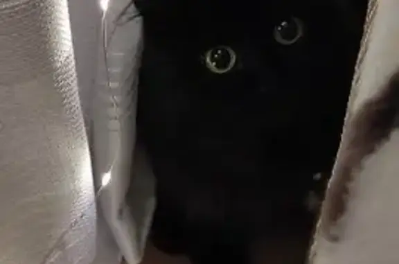 Потерянные животные Курск, фото: Пропала кошка в Курске, черно-белая