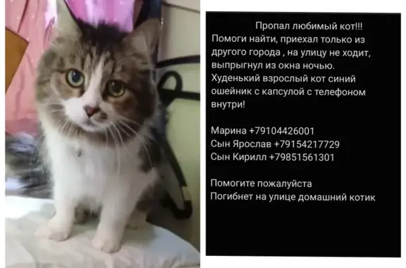Пропал кот: Зарубина, 38А, Йошкар-Ола