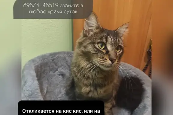 Пропала кошка: Комсомольская ул., 3