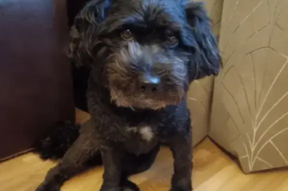 Найдена собака, Сапожок, фото: Найдена собака, Окружная дор., Сапожок