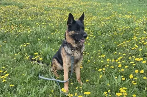 Собаки потеряшки, Беляево, фото: Потеряшка кобель овчарки, Беляево