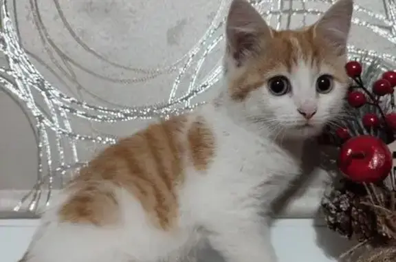 Найдена кошка, , фото: Найдена кошка: ул. Базарова, 140