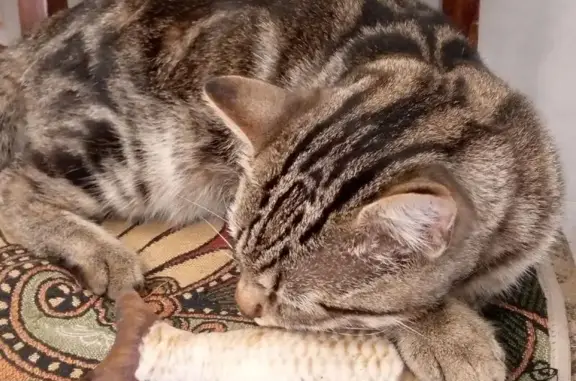 Кошки потеряшки, Санкт-Петербург, фото: Потеряшка кот, Рюхина ул., 8, СПб