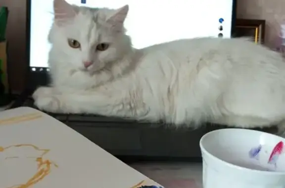 Пропала белая кошка: 18, Томилино