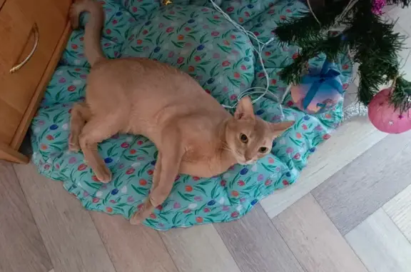 Потерянные животные Дивногорск, фото: Пропала кошка в Дивногорске!