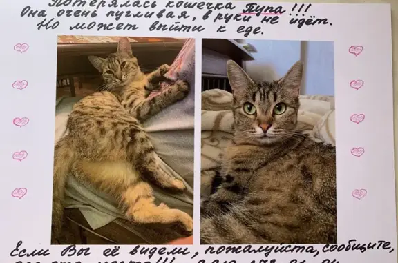 Пропала кошка в Щетинке, Курская обл.