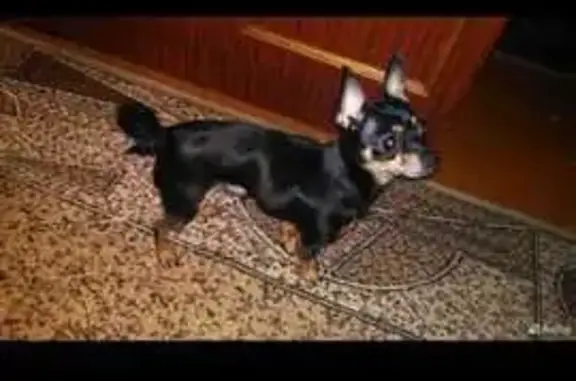 Потерянные животные Воронеж, фото: Пропал кобель: Комарова, 3, Воронеж