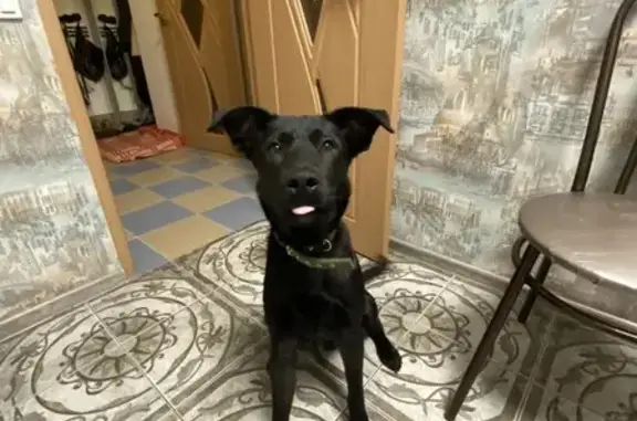 Найдена собака: Шоссе Космонавтов, Пермь