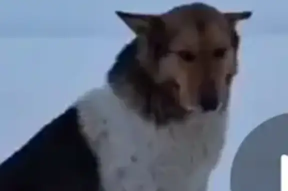 Пропала собака в Мармыжах, Калуга