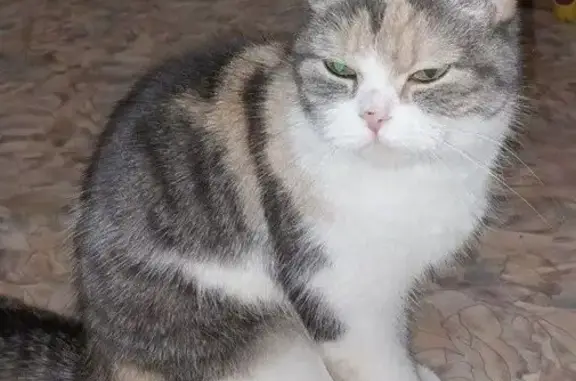 Пропала кошка на Мечникова, Элиста