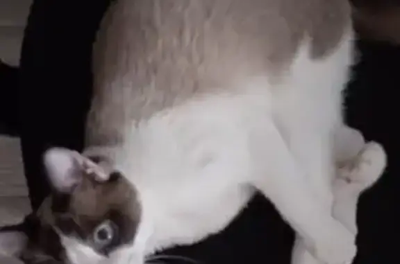 Пропала кошка: Губкина, 43А, Ишимбай