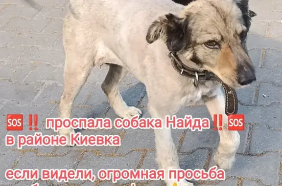 Пропала собака на Боровицкой, Мск
