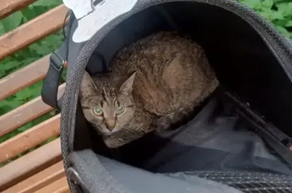 Найдена кошка: Севастопольский, 31