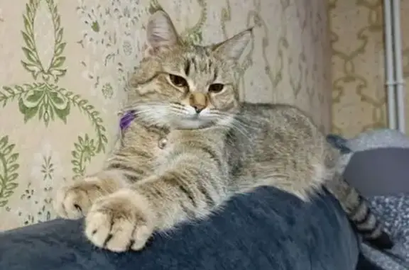 Объявления о пропавших и найденных животных, Зверево, фото: Пропала кошка Чифа, ул. Обухова, 37