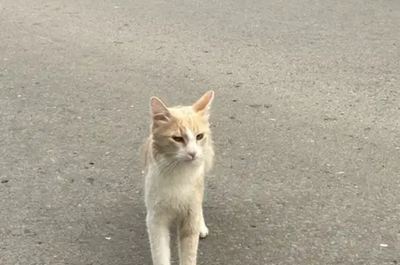 Пропала кошка: Зорге, 37, Казань