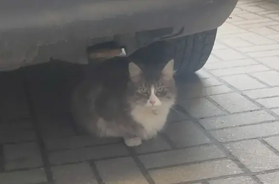Найдена кошка: Басков пер., 16 литБ