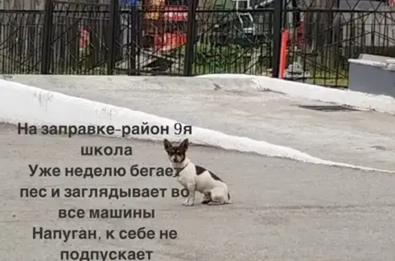 Найдена собака: Пограничная, Петропавловск