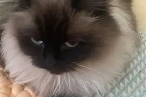 Потерянные животные Набережные Челны, фото: Пропала кошка, Наб. Челны, 40/04