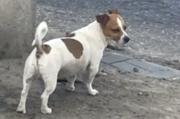 Найдена собака: Батова, 35Б, Волгоград