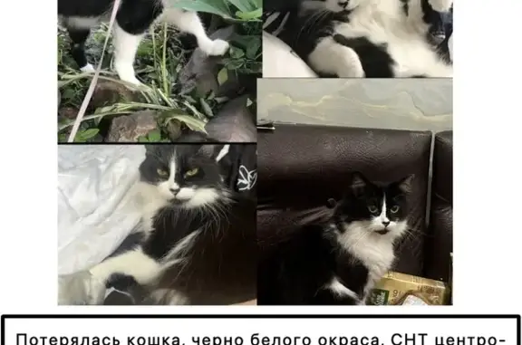 Пропала кошка Вася, Московская обл.