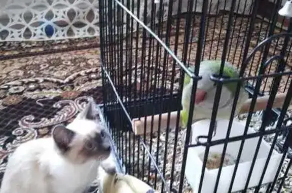 Пропал попугай: Лизы Шамшиковой, Белёв