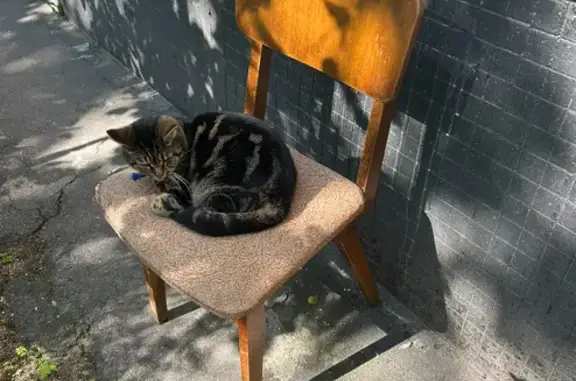 Кошки потеряшки, Санкт-Петербург, фото: Потеряшка кошка: Черкасова 5к2